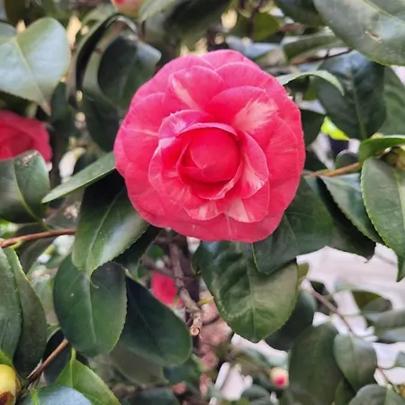 Ca' Letizia Holiday home